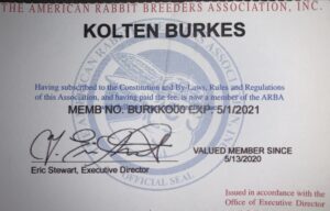 american-rabbit-breeders-association-kolten-cavies