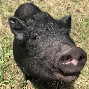 cute-pig-happy