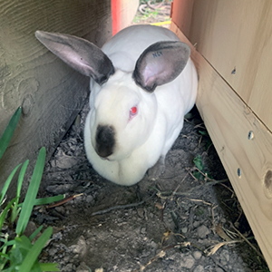 californian-breeding-rabbits-rabbitry-for-sale