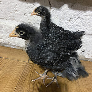 Barred Plymouth Rock:2 Weeks Old