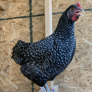 Barred Plymouth Rock:18 Weeks Old
