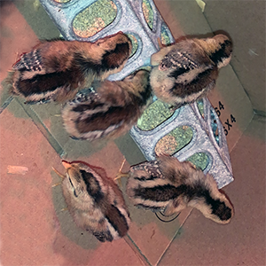 Golden Duckwing Phoenix Bantam:3 Days Old Chicks