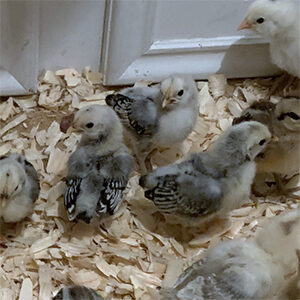 Silver Sebright:2 Week Old Chicks