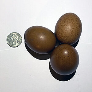 Eggs from Barred Plymouth Rock